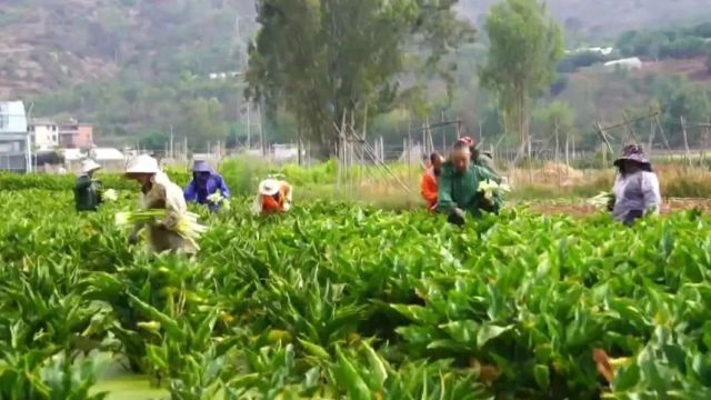 文化中国行丨美丽“花经济” 绽放新活力