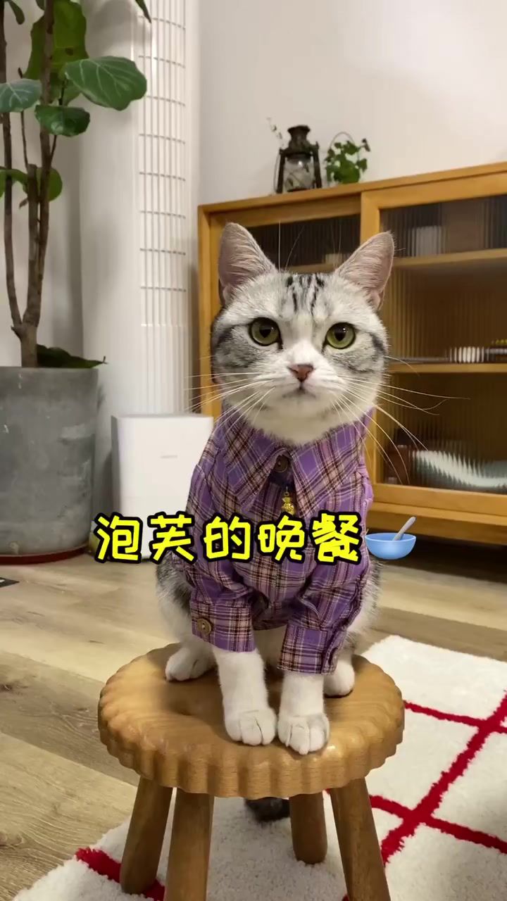 养肥一只小猫咪 你就能收获一只mini版羊驼07哈哈哈