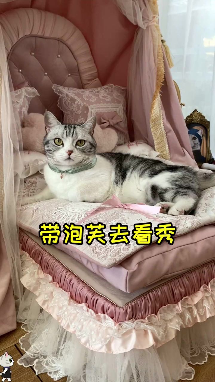 泡芙第一次看走秀 全程超淡定 是个见过世面的小猫咪了 希望国潮越来