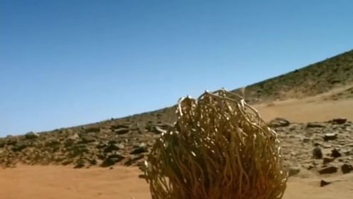 即使死亡超过百年,仍能重生的神奇植物!