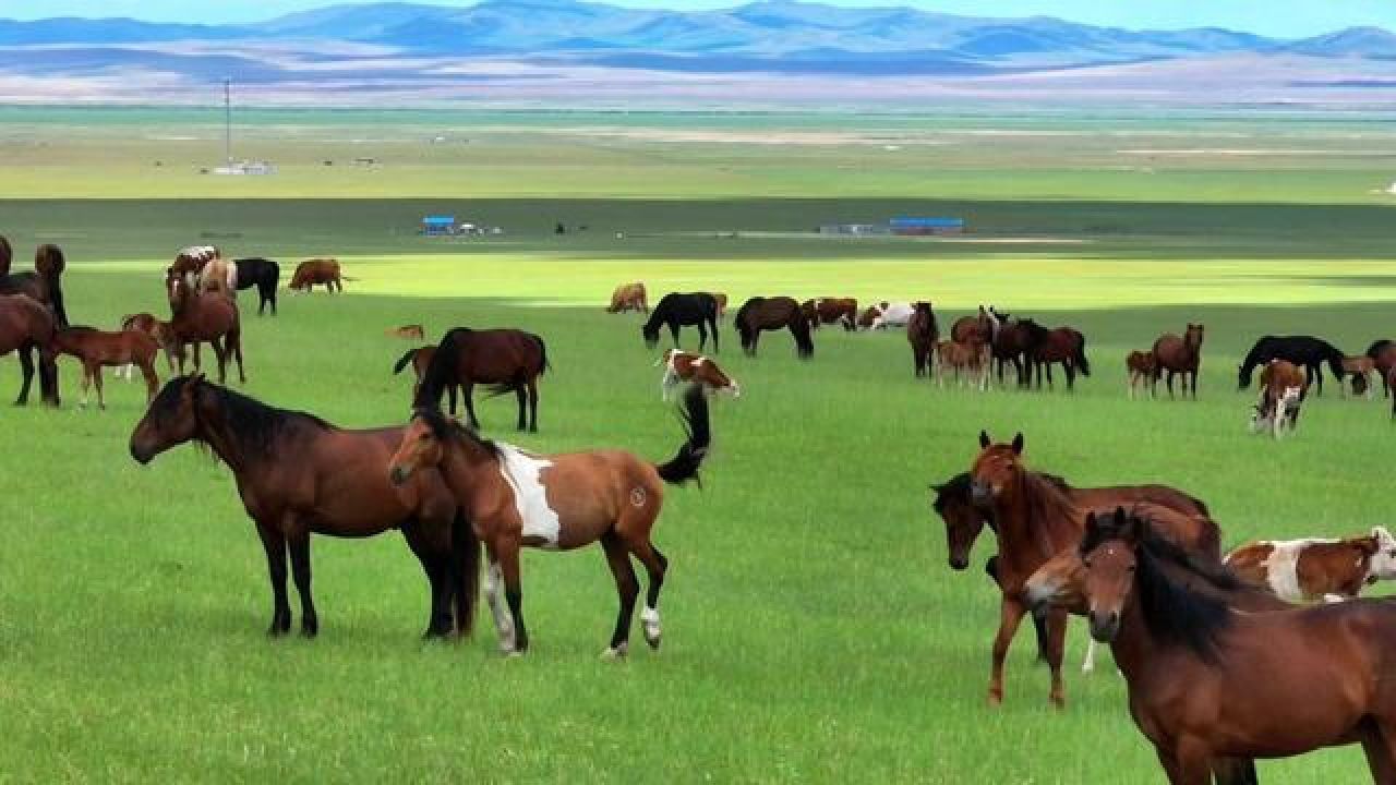 天苍苍,野茫茫,遍地都牛马羊 #呼伦贝尔旅游攻略 #呼伦贝尔 #总要去