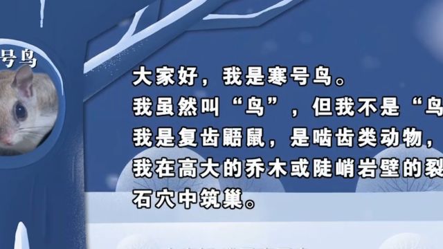 大名鼎鼎的寒号鸟,竟然不是鸟类,而是啮齿类动物