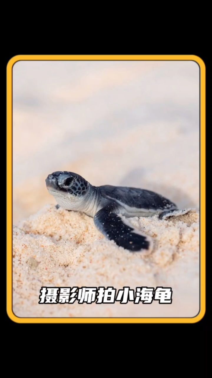 摄影师拍摄小海龟