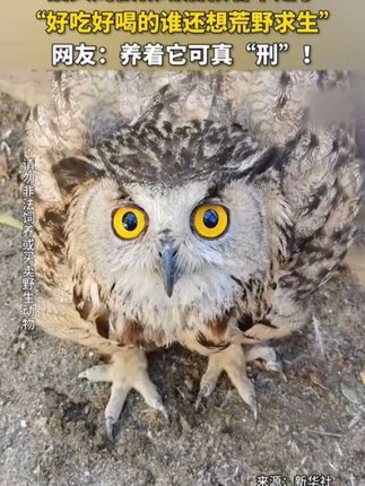 网友:养着它可真"刑"! #猫头鹰 #可爱 #萌宠