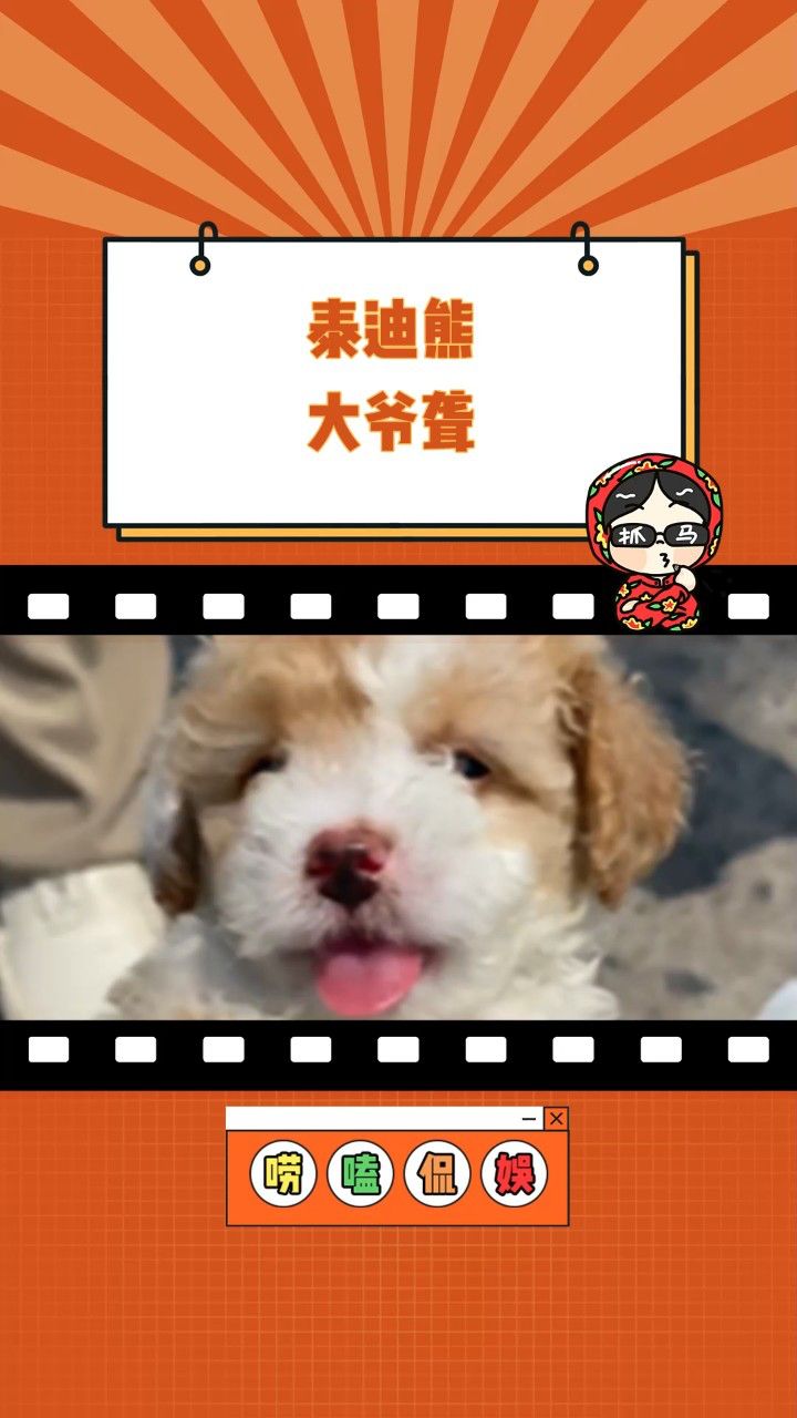 泰迪熊 泰迪穷