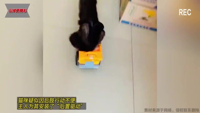 猫咪疑似因后肢行动不便,主人为其安装了“后置驱动”