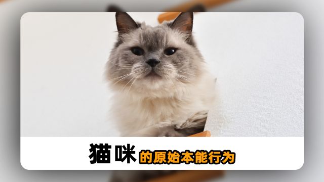 猫咪的原始本能,你了解几个?横屏