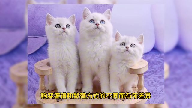 银渐层猫的价格是多少