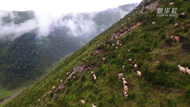 青海大通:高山牧场绿草如茵 羊群漫步