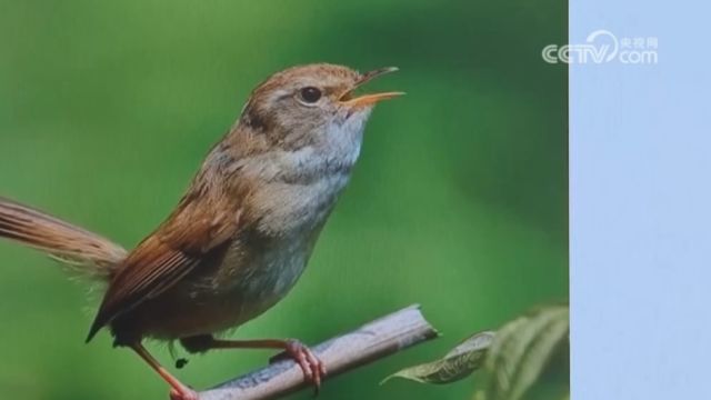 城市自然声声纹采集工作开启,听声辨鸟,大自然的声音真奇妙