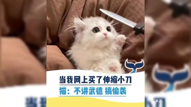 当我在网上买了伸缩小刀,猫:不讲武德