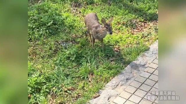 男子路边偶遇一头獐子,跳出“小鹿乱撞”的感觉