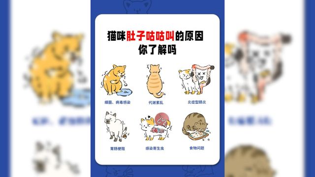 猫咪肚子总咕咕叫,究竟是为什么?