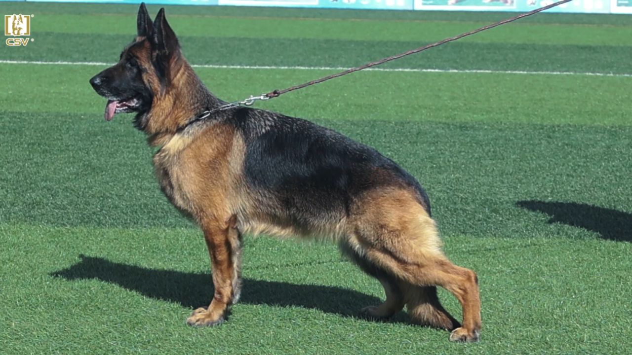 2023年csv德国牧羊犬河南地方展成年母犬组v4犬只讲评