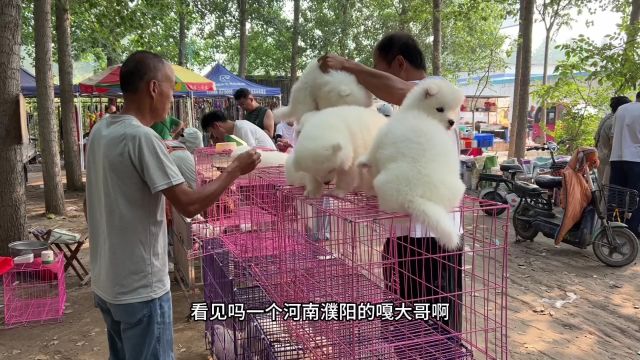 咬伤数人的猛犬,三个小伙齐上阵根本拽不住,带到狗市30000卖掉