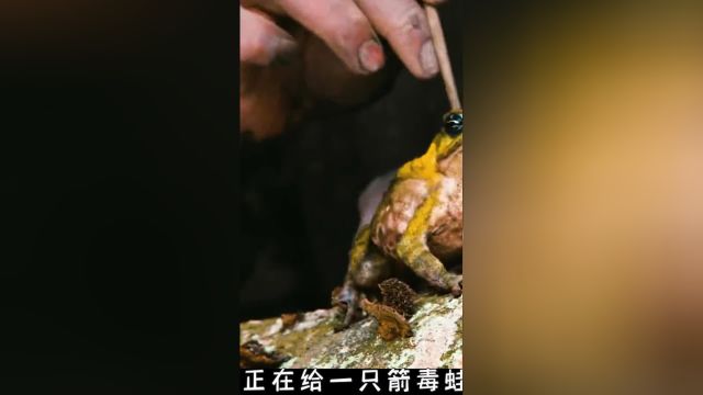 被4000年前的玛雅人俘虏,下场有多惨?《#启示》 2