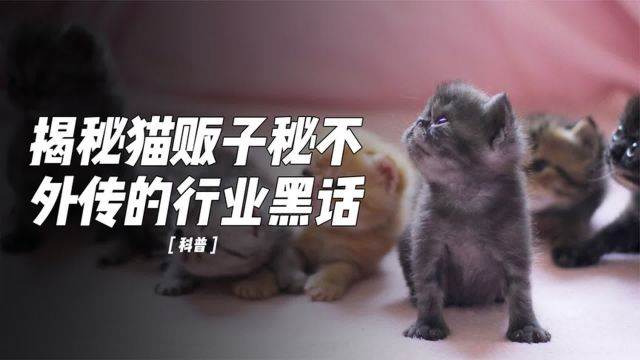 揭秘猫贩子秘不外传的行业黑话