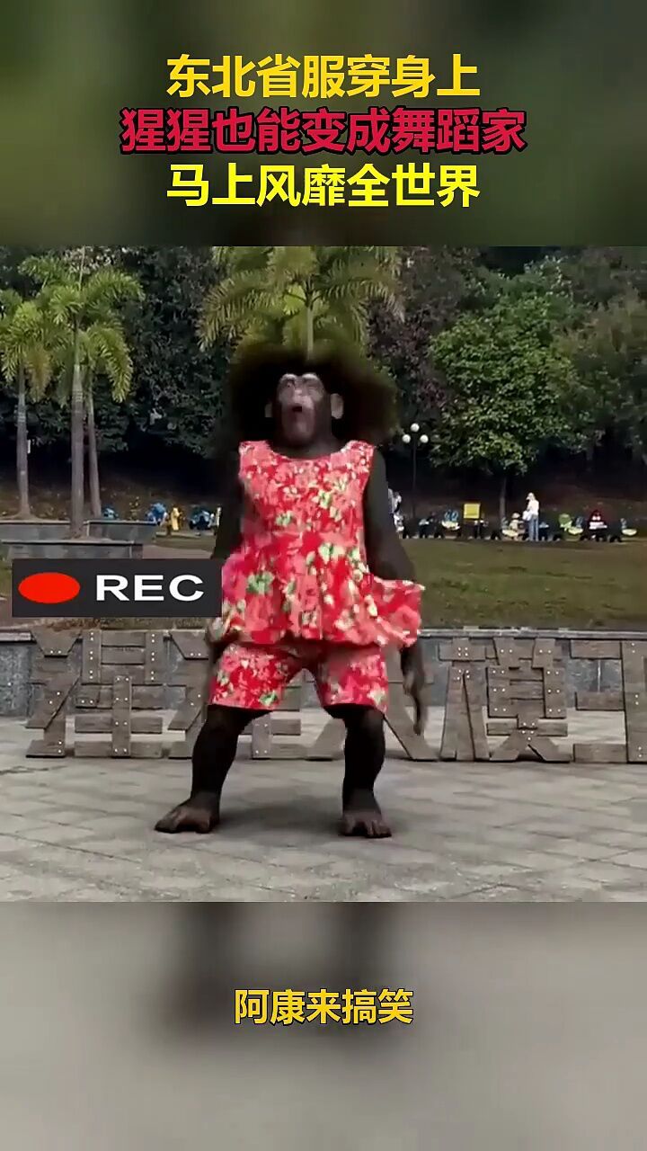 东北省服穿身上,猩猩也能变成舞蹈家,马上风靡全世界!