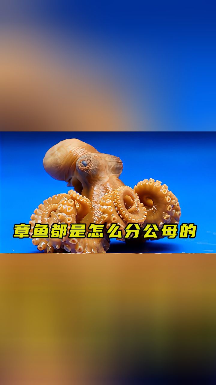 章鱼的公母该怎么分辨呢?