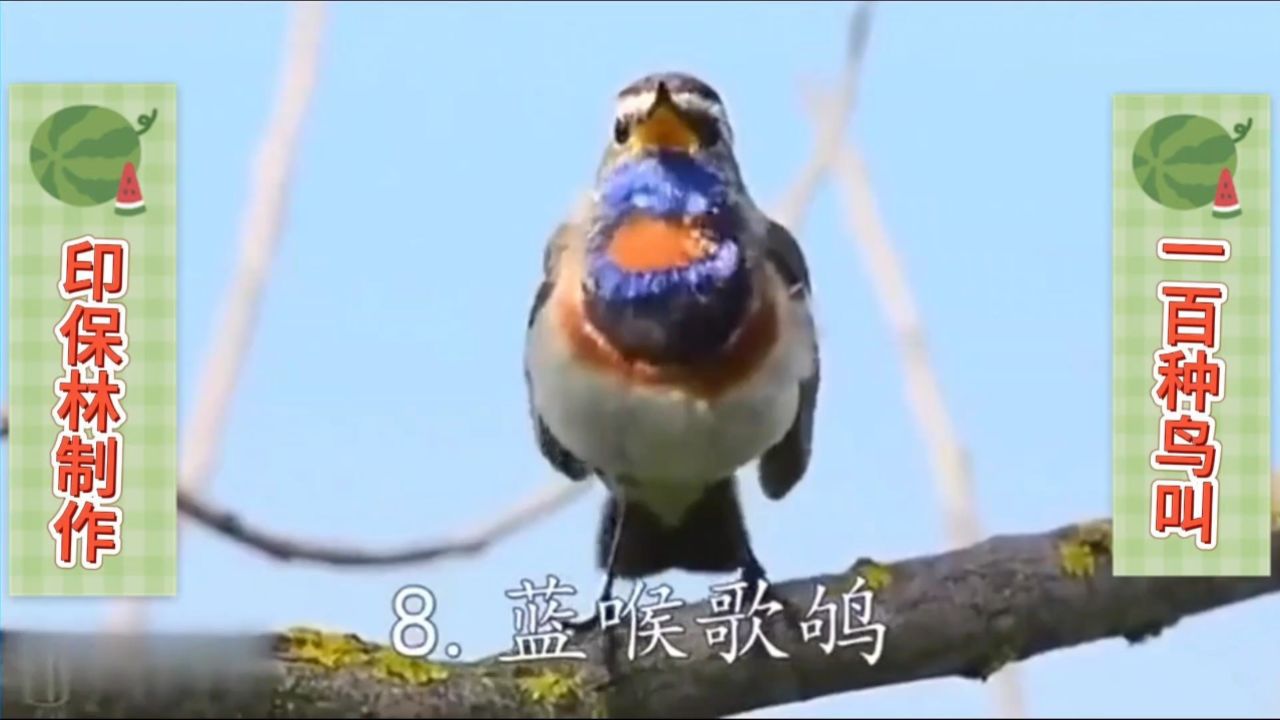 一百种鸟叫声,太好听了!给你带来一天的好心情(印保林制作)