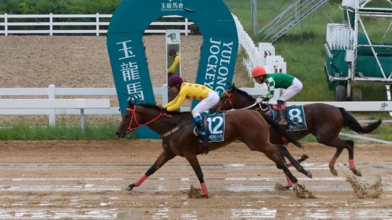 20240803玉龙国际赛马公开赛d13 第1场 国产两岁纯血马雌驹专项赛