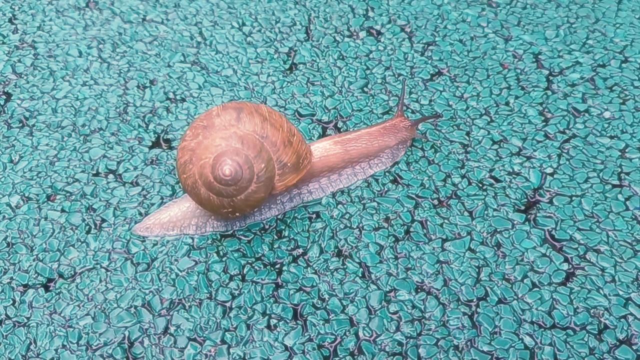 仲秋 雨后 蜗牛