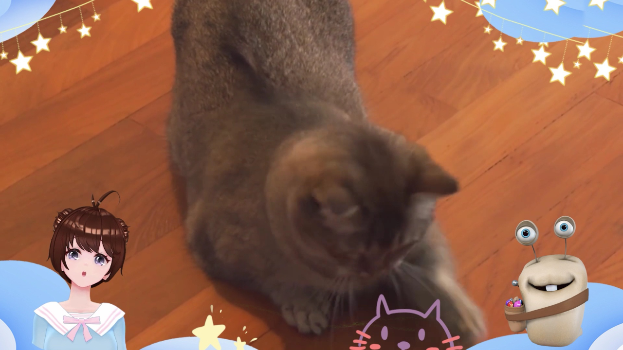 白白侠的猫咪朋友 16集