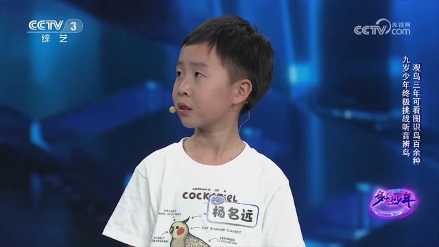 九岁少年钻研鸟类三年,仅仅凭图片,就可识鸟百余种