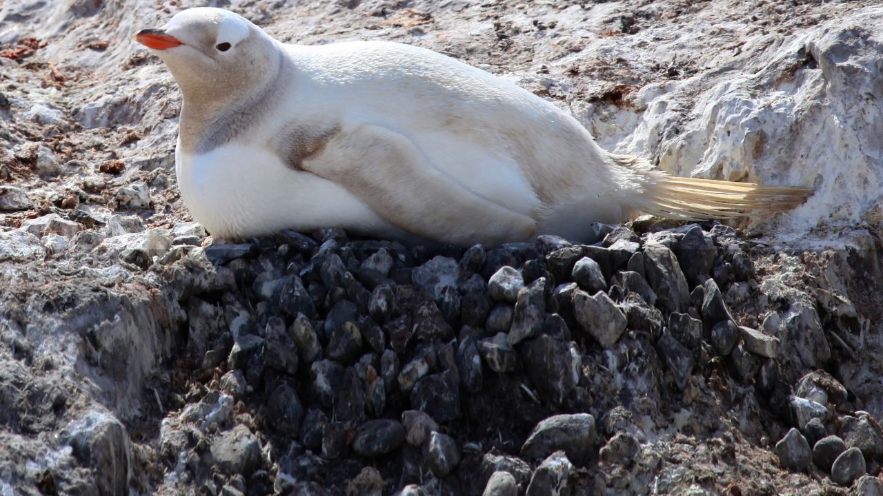 智利现白色企鹅,为何白变会招来危险?了解黑白体色的反荫蔽功能