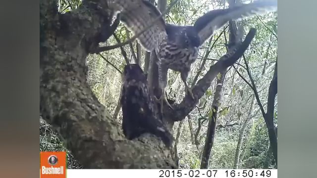 鸟类中的执剑人:黑暗森林假说在生物学上的案例 | 关贯之