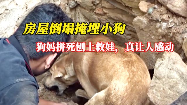 动物伟大母爱,房屋倒塌掩埋小狗,狗妈拼死刨土救娃,真让人感动