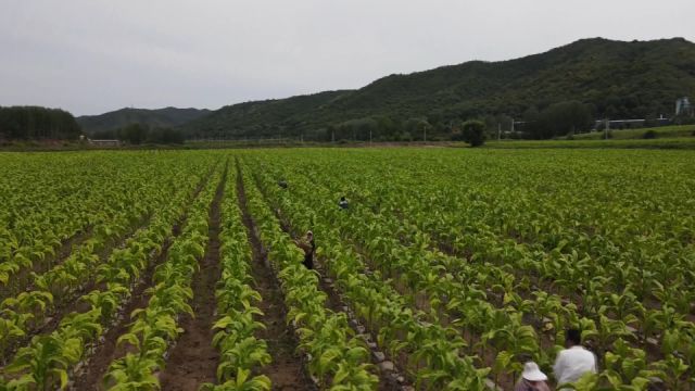 陕西134个特色产品纳入全国特质农品名录 总量居全国第一