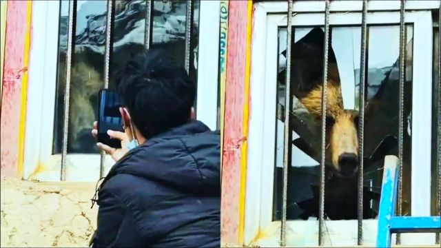 青海一熊闯入室内反客为主,牧民隔窗拍摄被一掌击碎玻璃,有多凶猛?