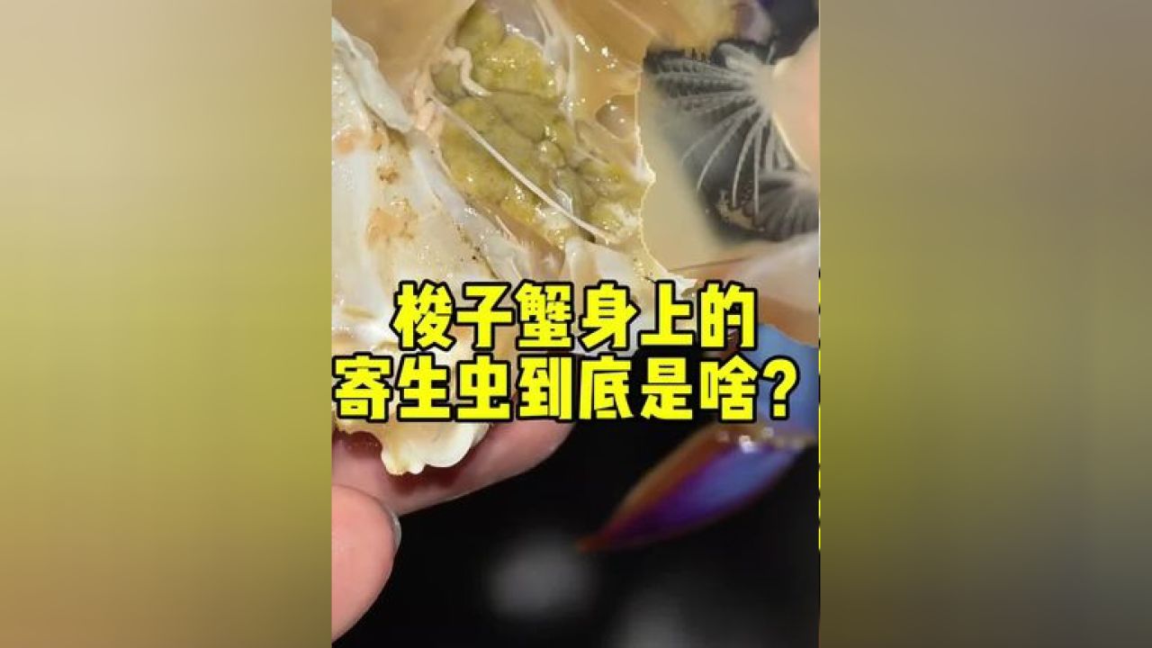 梭蟹板茗荷图片