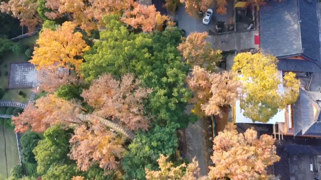 浙江温岭丨斑斓古木映冬日