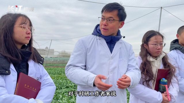 青年教授雪后踏访试验田:低温对油菜是个锻炼,对人也一样