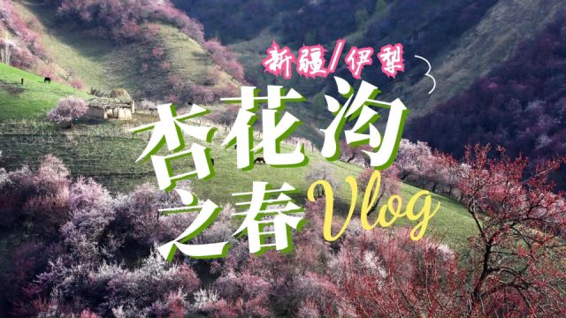 【新疆伊犁】只有漫山遍野的粉色,才能让杏花沟如此迷人