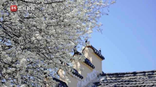 洁白如雪!安徽合肥大宝佛寺百年棠梨花绽放