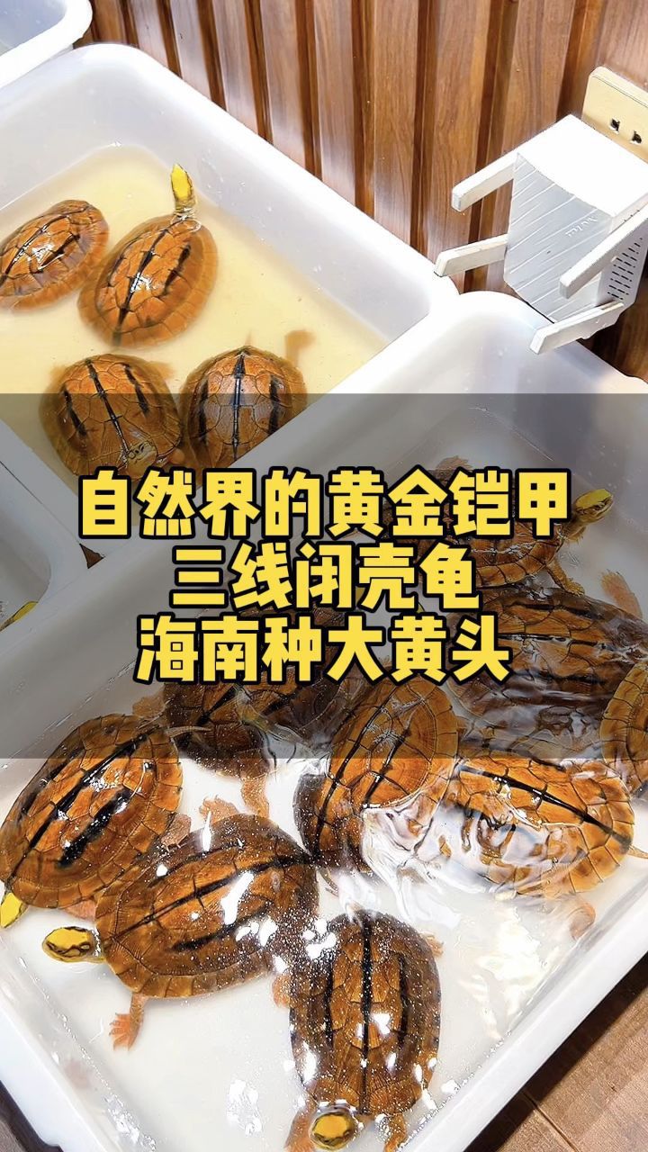 三线闭壳龟(海南种大黄头)金钱龟!