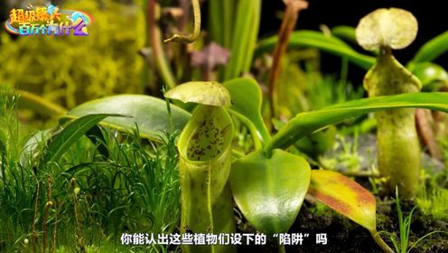 为什么猪笼草可以捉到猎物_高清1080P在线观看平台_腾讯视频