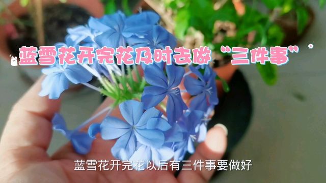 蓝雪花开完花及时去做“三件事”