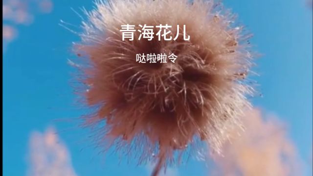 青海花儿 哒啦啦令