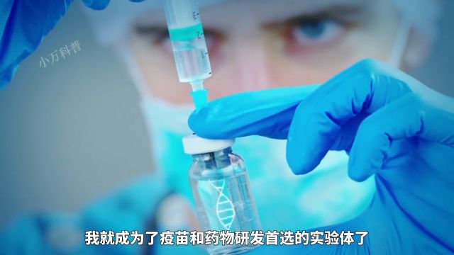 恒河猴的一生到底有多悲惨?人类不断使用它们做生物实验的做法真的可取吗?