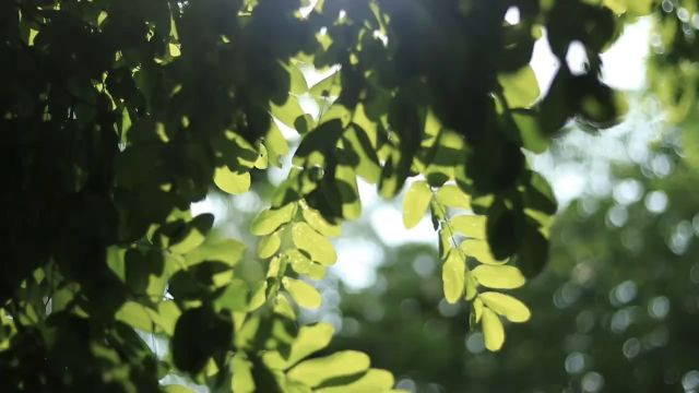 小四班期末家长会视频总结