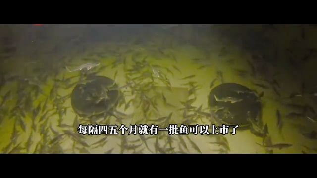 你知道以色列如何养鱼吗?小小科学家涨知识带你看世界养鱼日记