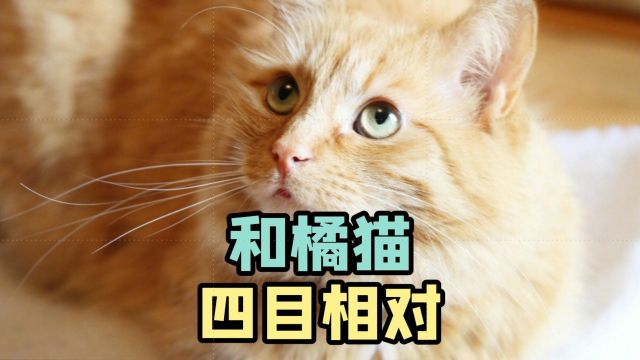 和橘猫四目相对,是爱?还是丑拒?