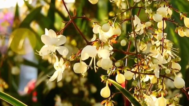 走进北郎中村花木基地,感受“花儿一样的幸福”!