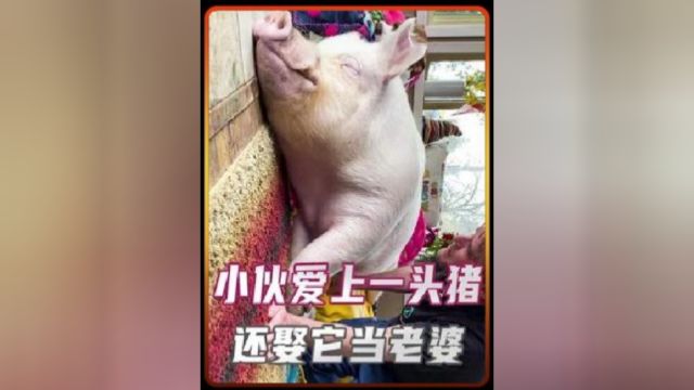 小伙与猪的爱情故事