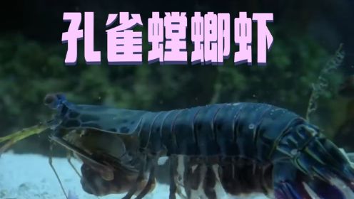孔雀螳螂虾外表看上去很美，实则攻击力很猛，简直被外表蒙骗了