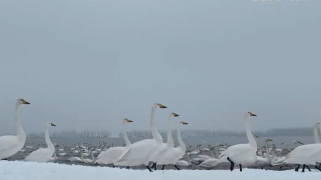 山西芮城,天鹅沐冬雪,泛波圣天湖